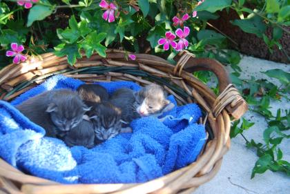 MAINE  COON  BABYS  blue silver tabby & black tabby 