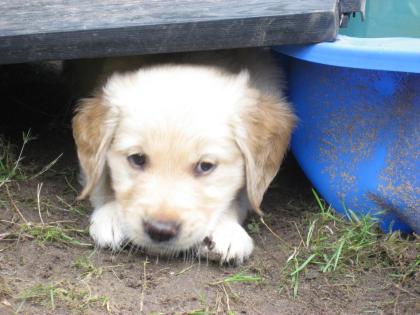 Wunderschöner Golden Retriever Welpen mit Papieren