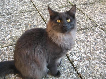 CHARLY / Main Coon (blauer Tabby) (Norweger Waldkatze)