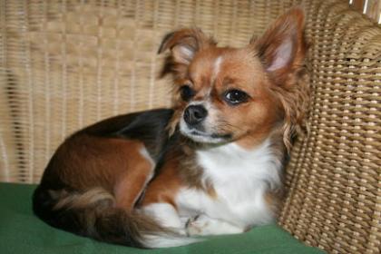 Wunderschöne CHIHUAHUAHÜNDIN mit Papieren NUR an LIEBHABER