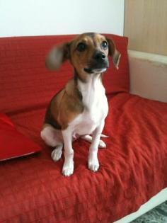 Sie suchen einen Familienhund?! Hier bin ich!!!