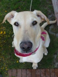 8 Monate alte Labrador-Mischlingshündin sucht ein neues zuhause