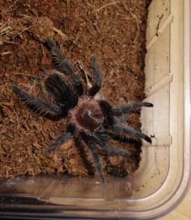 Brachypelma albopilosum, Jungtier