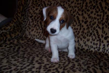 Jack Russell Terrier Welpen mit Papieren