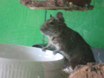 Degu-Familie abzugeben