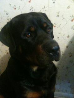 Rottweiler abzugeben