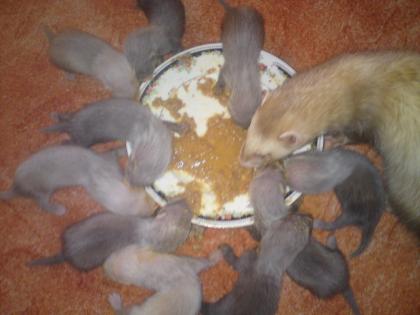 Frettchenbabys zu verkaufen 