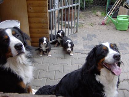 Reinrassige Berner SEnnenhundwelpen