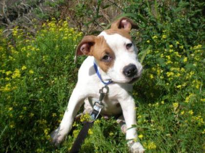 Amstaff Welpe 15 Wochen alt