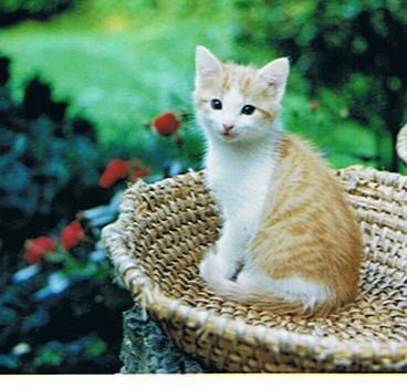Fideler Kater Rosso sucht neues Revier!