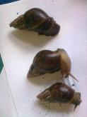 Achat Schnecken  achatina-fulica 