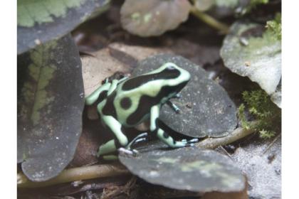 Dendrobates auratus (Nominatform)