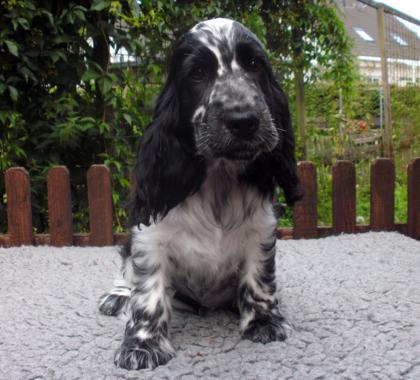 Cocker-Spaniel Welpe vom Klosterberg