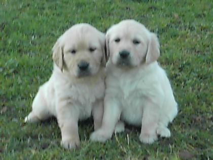 Golden-Retriever Welpen