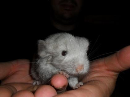 Chinchillas in div. Farben ab 20 Euro