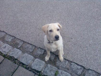 Labrador Welpe Micky geboren im April2021 sucht nettes und liebevolles zuhause