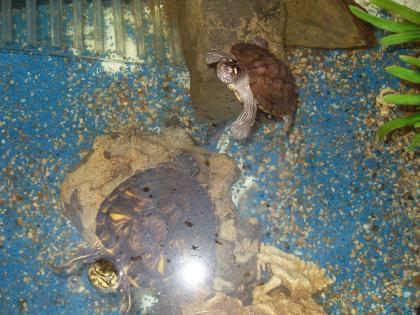 2 kleine Wasserschildkröten, inkl. wunderschönes, großes Aquarium abzugeben