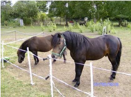 2 Ponys aus Hobbyhaltung wegen Sterbefall zu verkaufen