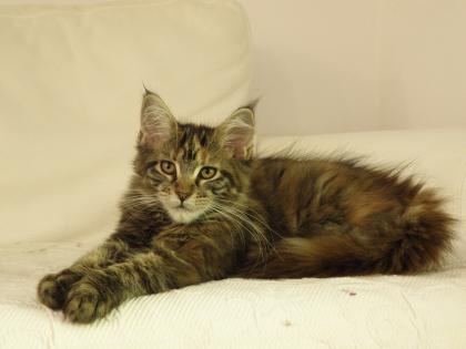 Maine Coon m.P.