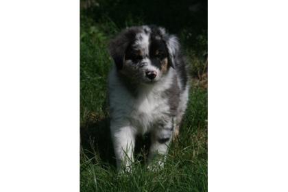 Australian Shepherd Welpen mit ASCA Papieren