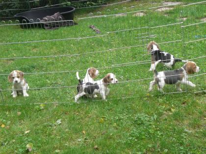 Beagle-Welpen 8 Wochen alt vom Züchter