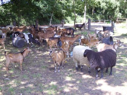 Milch/ und Zergziegen zu verkaufen