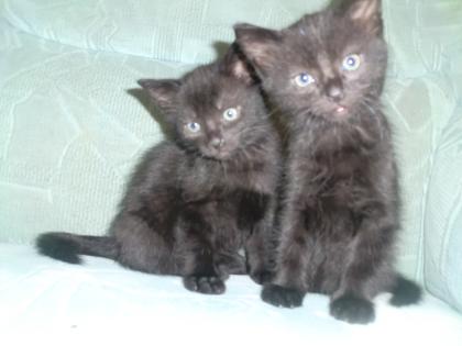 4 schwarze Hauskitten suchen lieben Dosenöffner