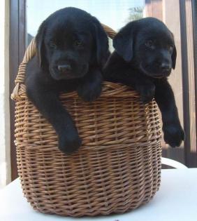 Wunderschöne Labrador Welpen 8 Wochen mit Papieren...