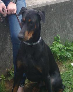 Dobermann Rüde kupiert 2J sucht dringend neues Zuhause