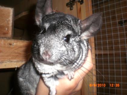 2 chinchilla böckchen zu verkaufen