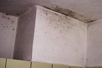 Schimmel in der Wohnung