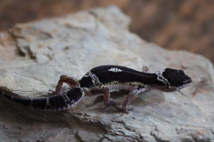 Leopardgecko Weibchen Black Night mack snow