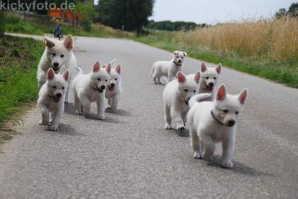 Wenn alles gut gegangen ist, erwarten wir Anfang August Weisse Schäferhund Stock