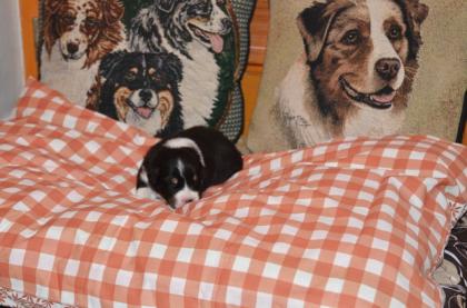 Australian-shepherd-puppies.de Welpen sind am 30.12-0.7978 geboren. Abgabe im März