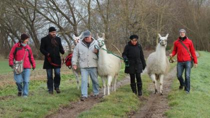 Lamawanderung Thüringen: Wir begrüßen den Frühling!