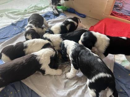 English Springer Spaniel Welpen