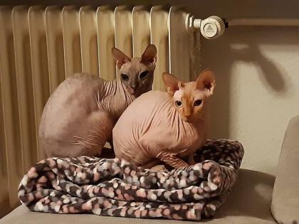 2 Don Sphynx Katzen (6 und 8) suchen ein Zuhause