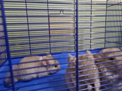 4 chinchilla Babys kleine graue bis hellgrau