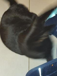 BKK Bombay mix 2x schwarz