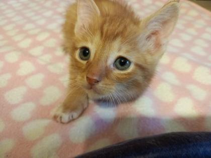 Mainecoon Mix Kitten