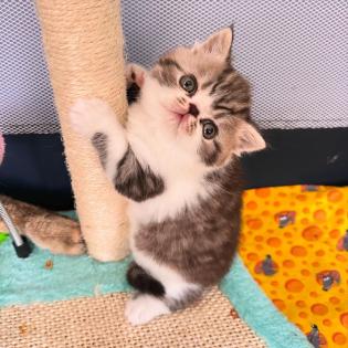 Exotic Shorthair Kitten (männlich): Fibie sucht eine neue Familie - mit Stammbau