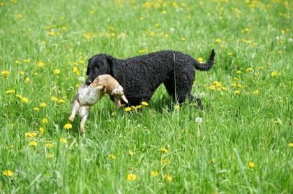 Welpen CURLY COATED RETRIEVER - lockig