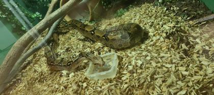 Boa Constrictor Imperator (2)