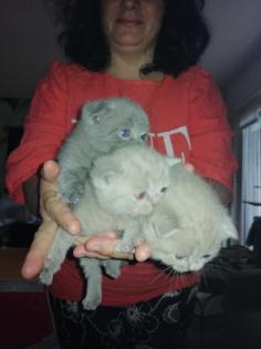 Katzenkitten