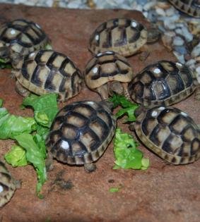 Griechische Landschildkröten