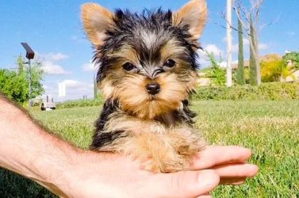 Unsere kleine Yorkshire Terrier Welpen suchen ein tolles neues Zuhause !.