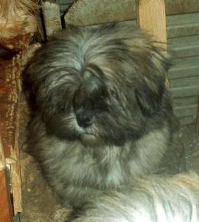 Lhasa Apso Rüde