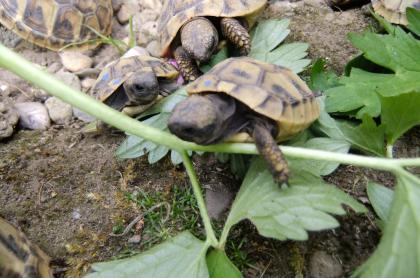 Landschildkröten