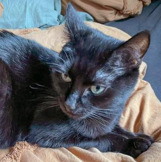 POLLY und EMI - europäische Kurzhaarkatze - 10 Jahre - Tierhilfe-Franken e.V.