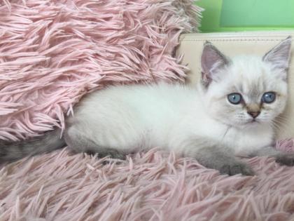 Echte British Shorthair Kitten in lilac Golden shadet point mit Stammbaum